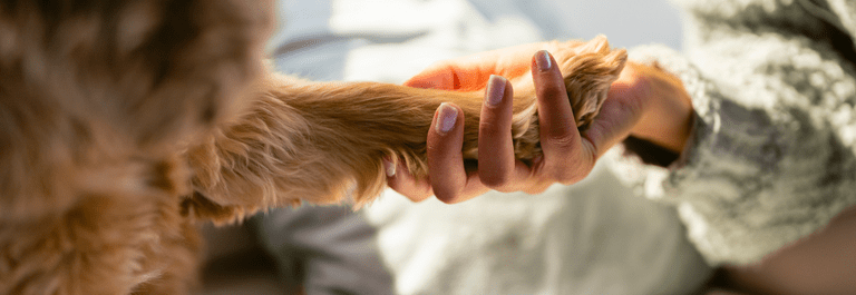 Close up of a reddish colored dog with it's paw in a human's hand.