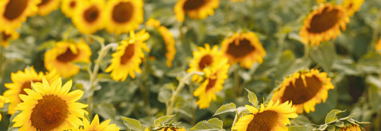 Is Sunflower Oil Good for Skin?